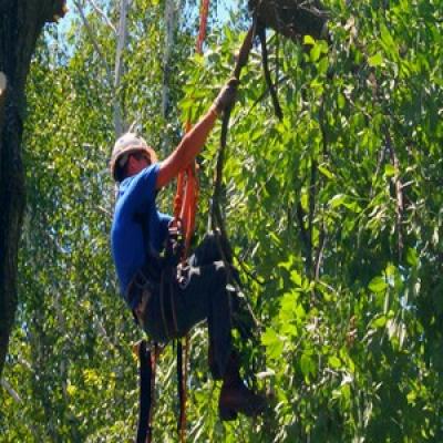 demontage-arbre