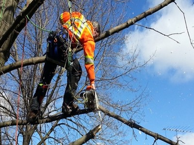 prix-elagage-arbre-haut