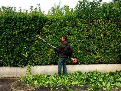 VivaServices 012 400x266 jardinier taille haie vue arriere
